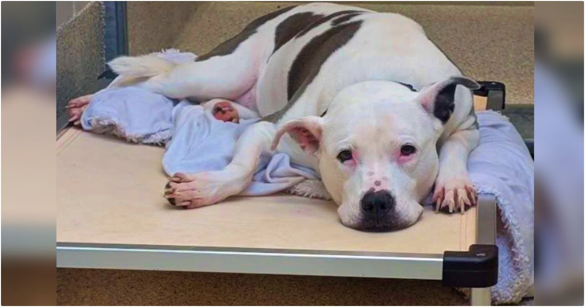Senior Dog Learns She’s Going Home, And Her Sad Face Flips Around