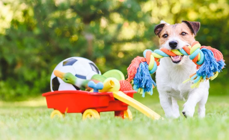 Playtime Just Got a Whole Lot More Exciting