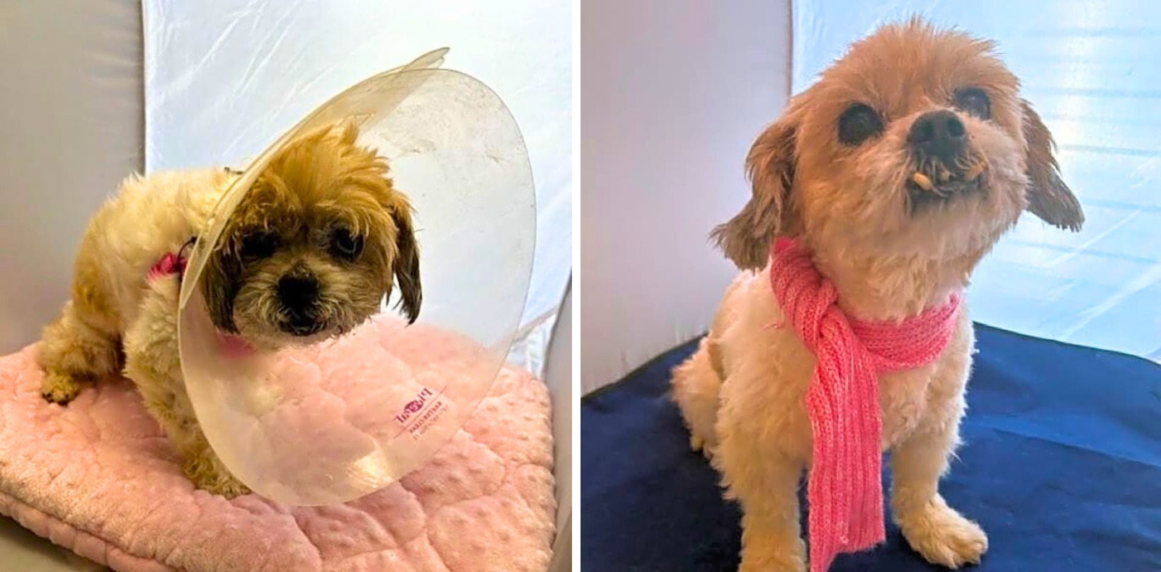 Neglected Her Entire Life, Lacy Needs Your Help For A New Beginning