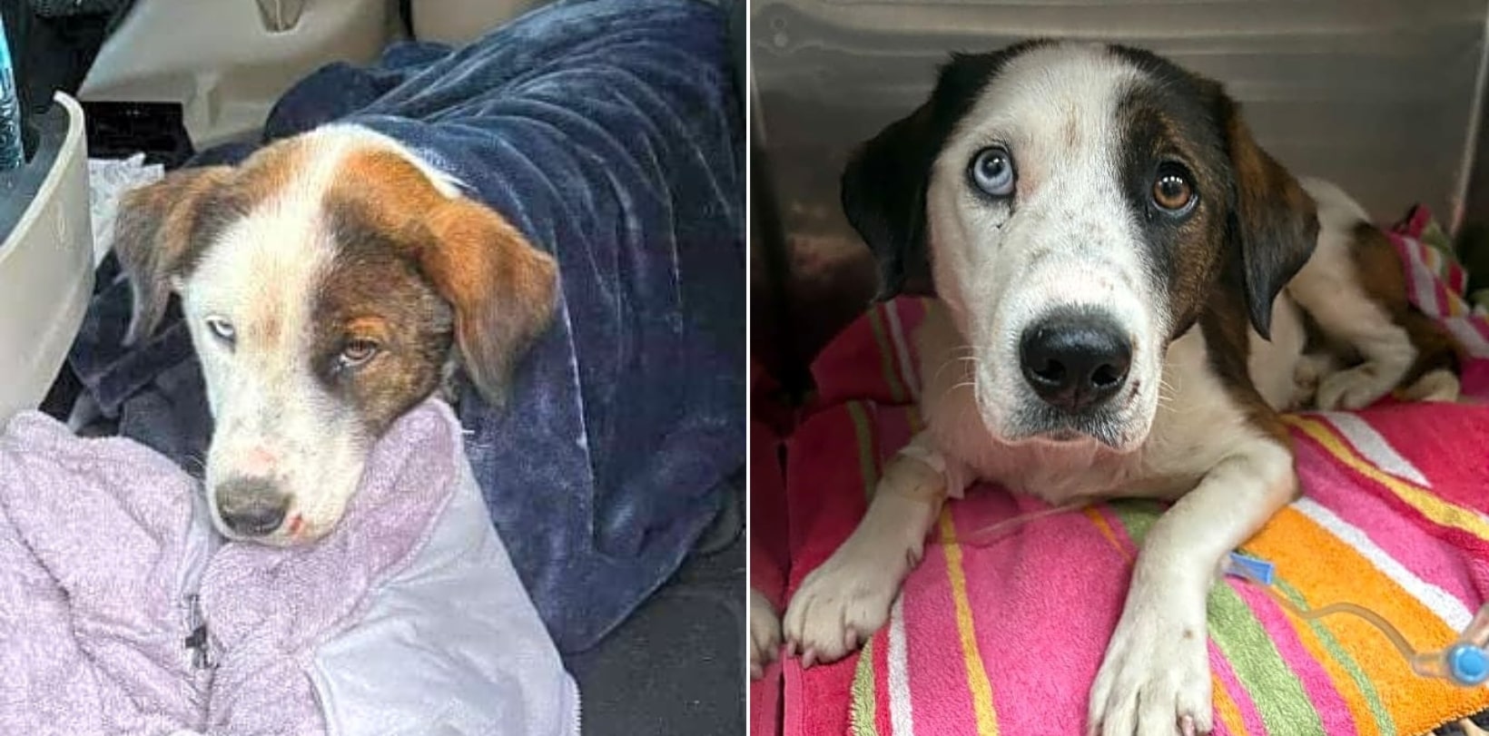 Left Paralyzed And In Pain, Jinx Needs Your Support