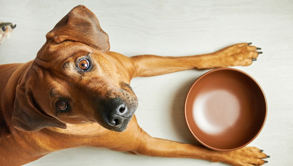 The 8 Best Dog Foods – 2024