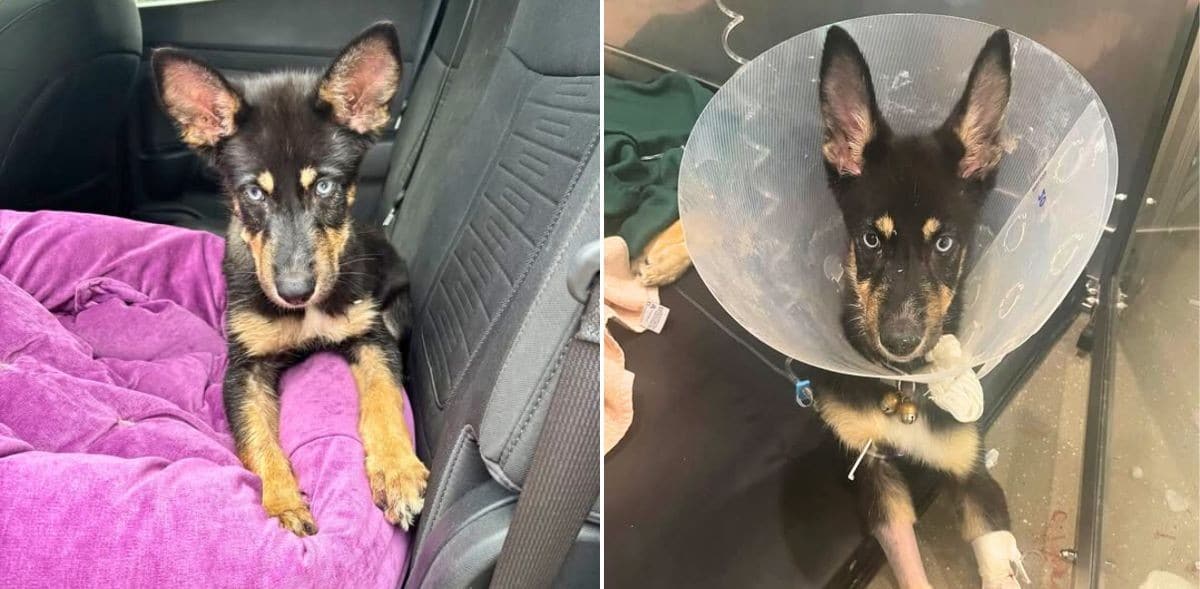 Blind Puppy Twix Needs Lifesaving Treatment