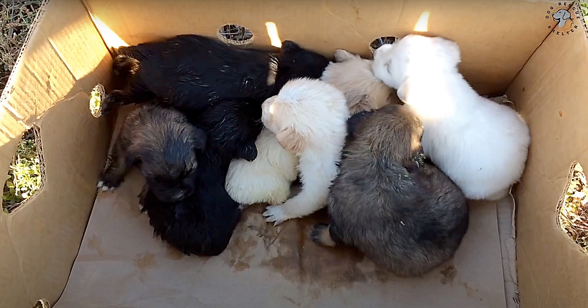 Man Ripped Newborn Puppies From Their Mom & Abandoned Them On Roadside In Box