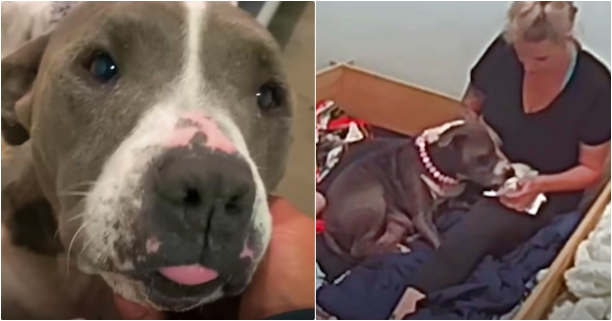 Senior Dog Predicted To Lose Her Babies Labors In Woman’s Hand
