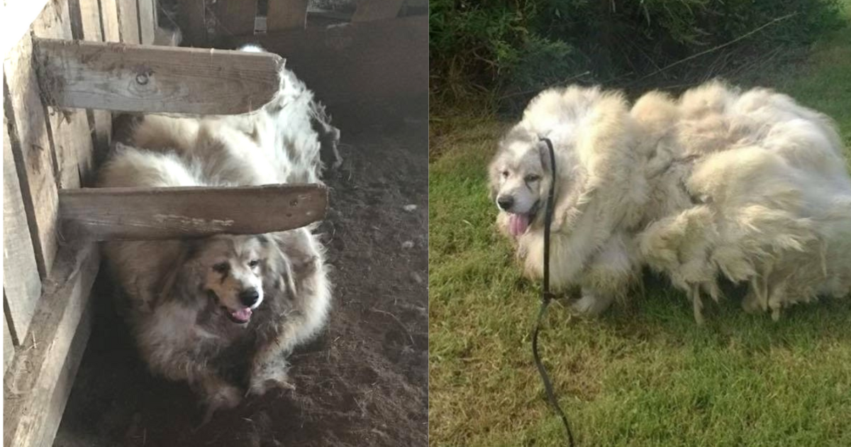 Dog Was Trapped In Barn For 6 Years, Then Given An Astounding Makeover And A Brand New Life