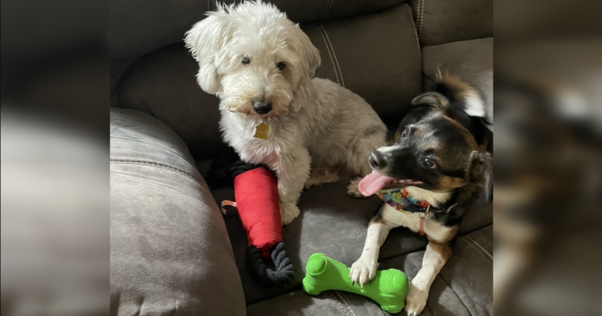 You Helped Many Rescue Dogs Experience Toys For The First Time!