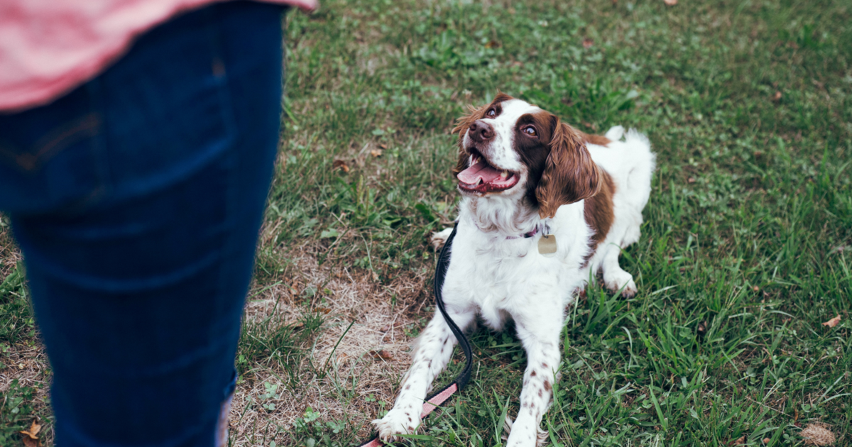 6 Best Online Dog & Puppy Training Classes (+1 to Avoid)