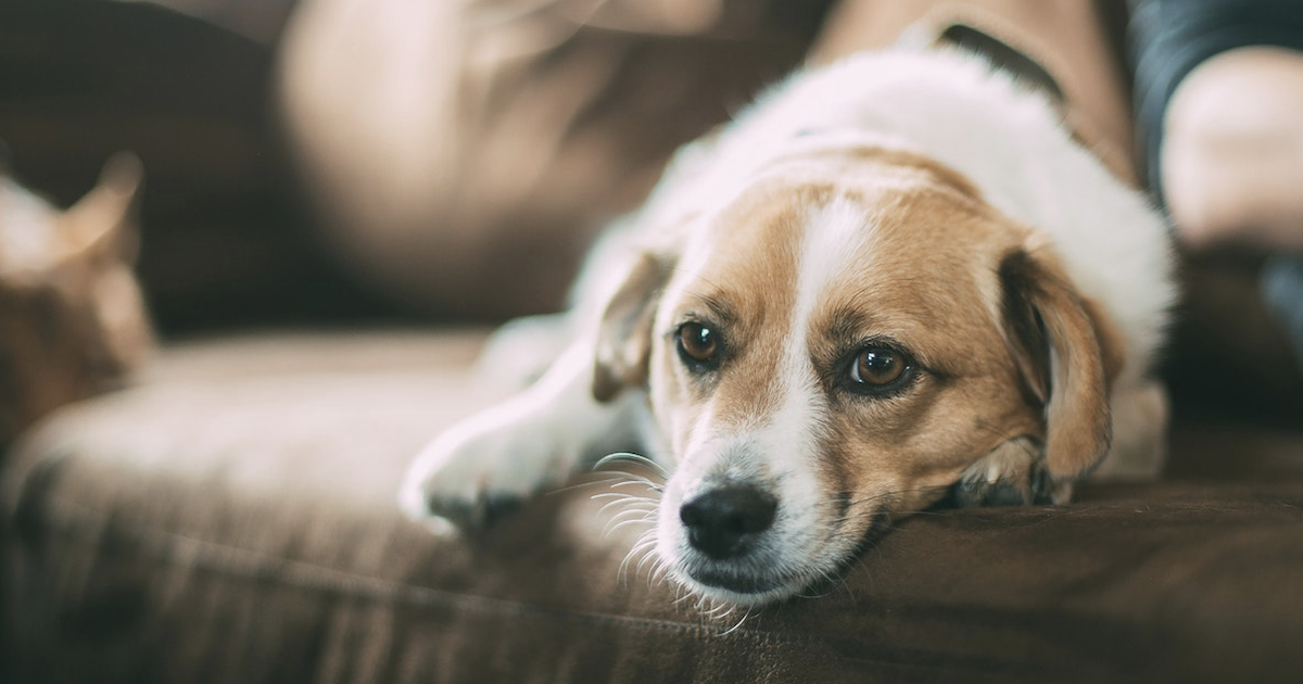 Papain For Dogs: This Enzyme Could Give Your Pup A Health Boost!
