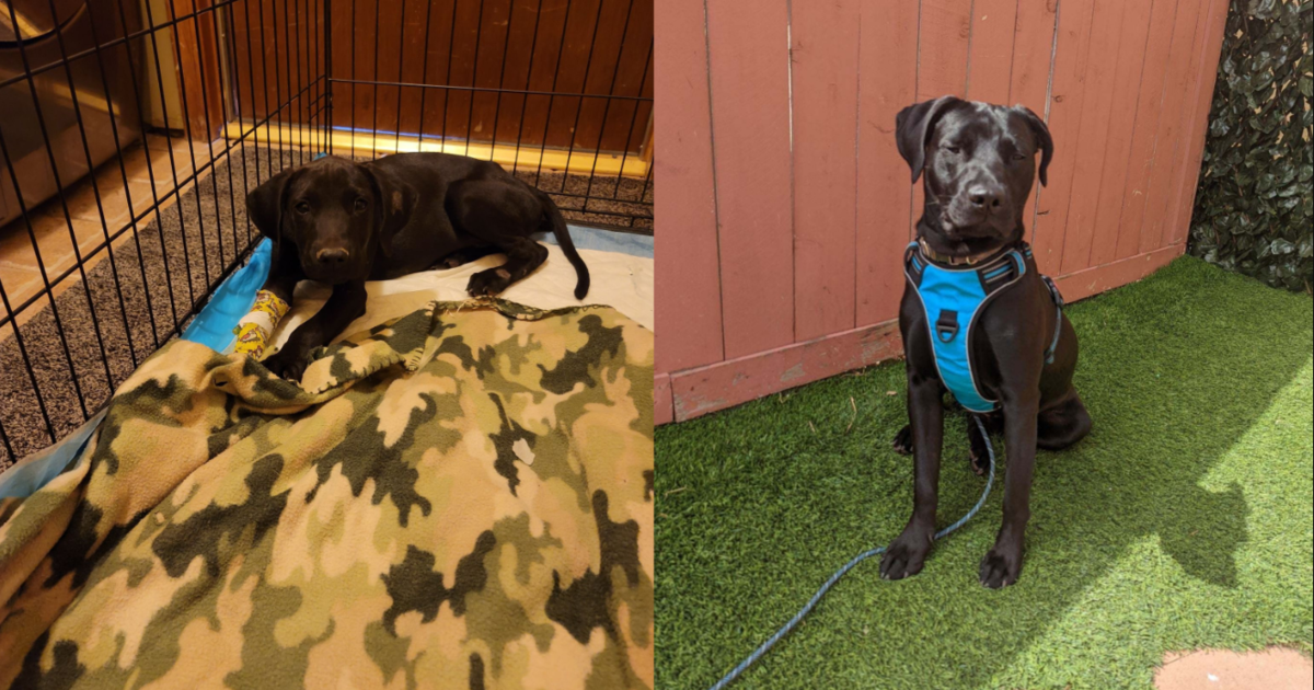 You Helped This Adorable Parvo Survivor Find A Life Of Luxury!