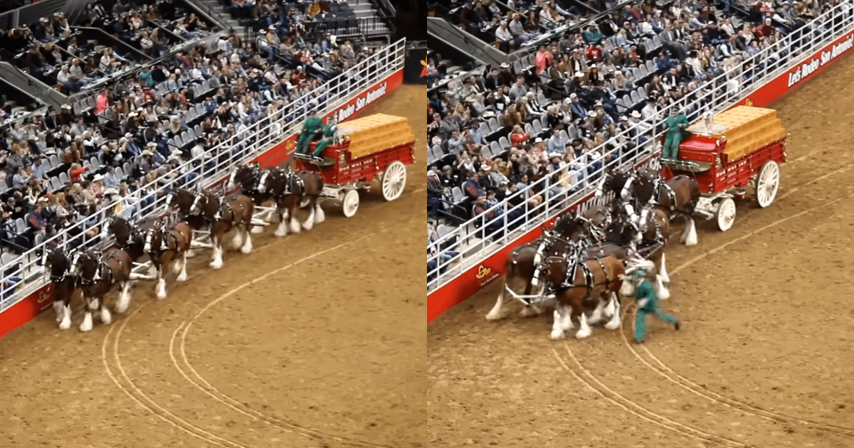 Hearts Pound as Clydesdale Falls and Struggles to Get Up During Rodeo Event