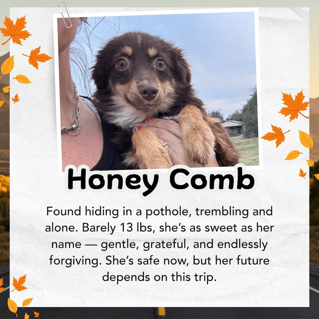 HONEY COMB