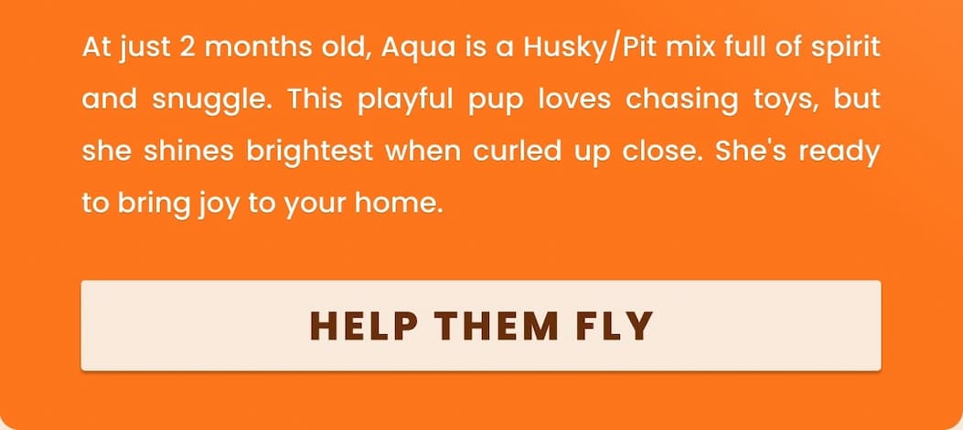 At just 2 months old, Aqua is a Husky/Pit mix full of spirit and snuggle. This playful pup loves chasing toys, but she shines brightest when curled up close. She's ready to bring joy to your home.