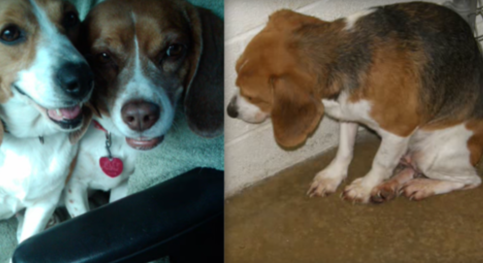 Man Adopts Terrified Shelter Dog And Gives Her The Life She Deserves