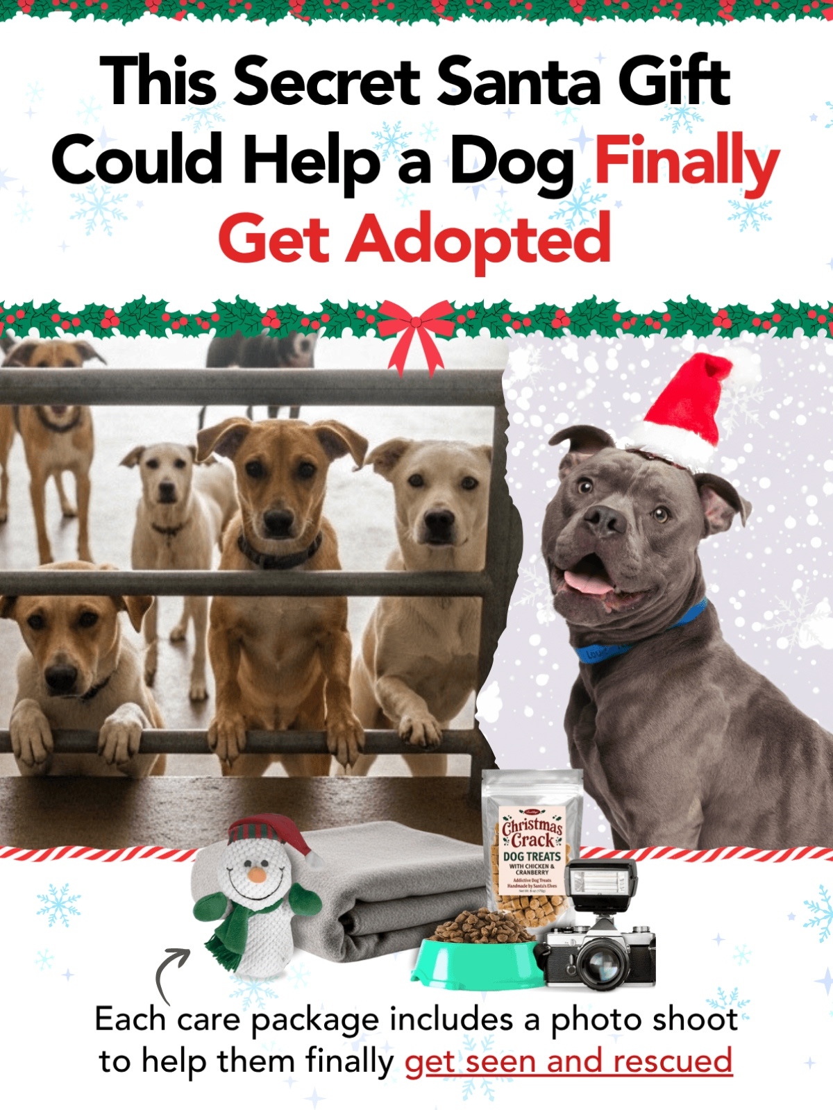 This secret Santa gift could help a dog finally get adopted