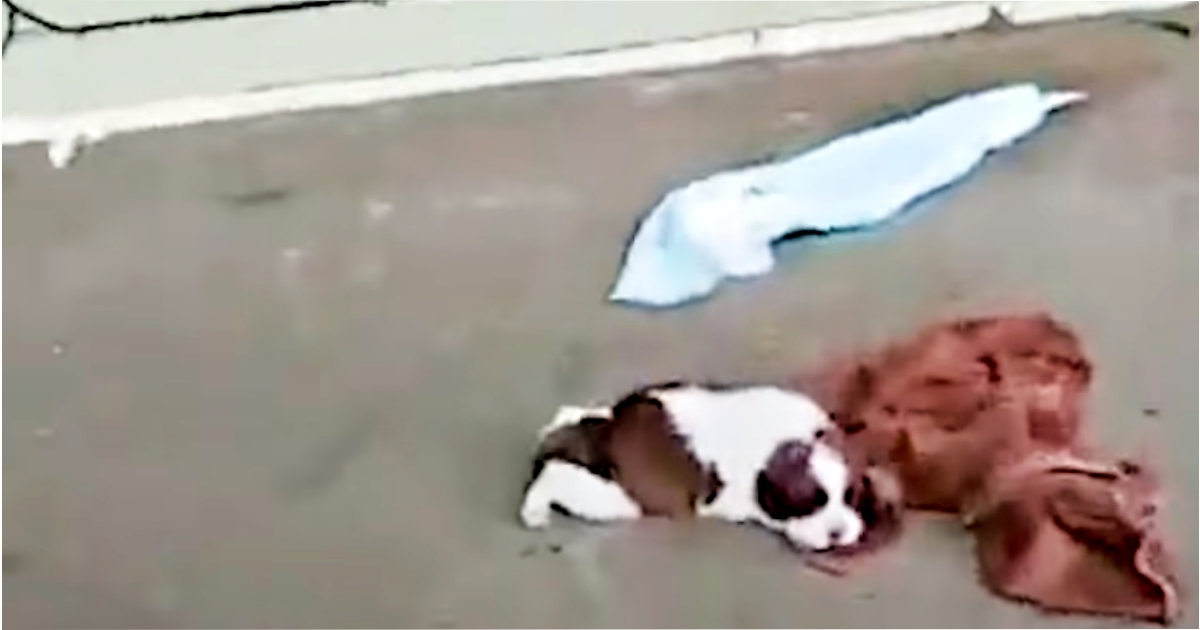 Wounded And Alone, Puppy Climbed Onto Abandoned Porch, Dreamt Of His Angels