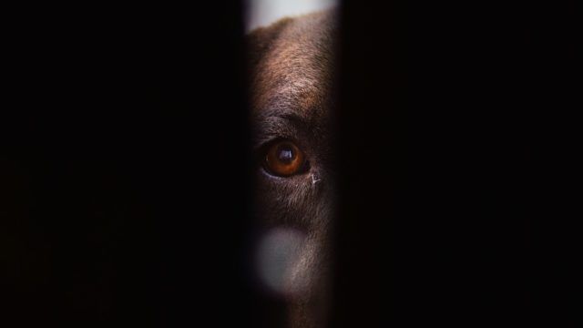 5 Strategies For Helping Your Dog Deal With Thunderstorm Anxiety