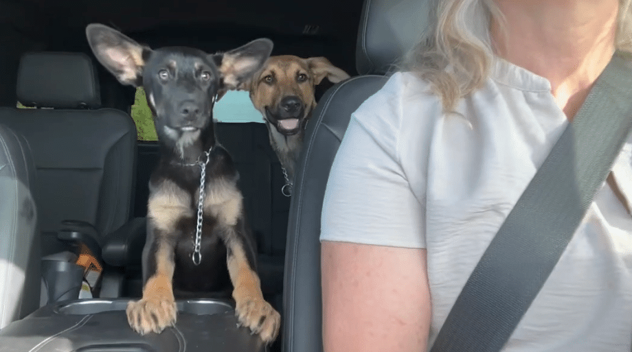 From Abandoned to Adored: iHeartDogs Customers Help Fund Alfred's Incredible Journey