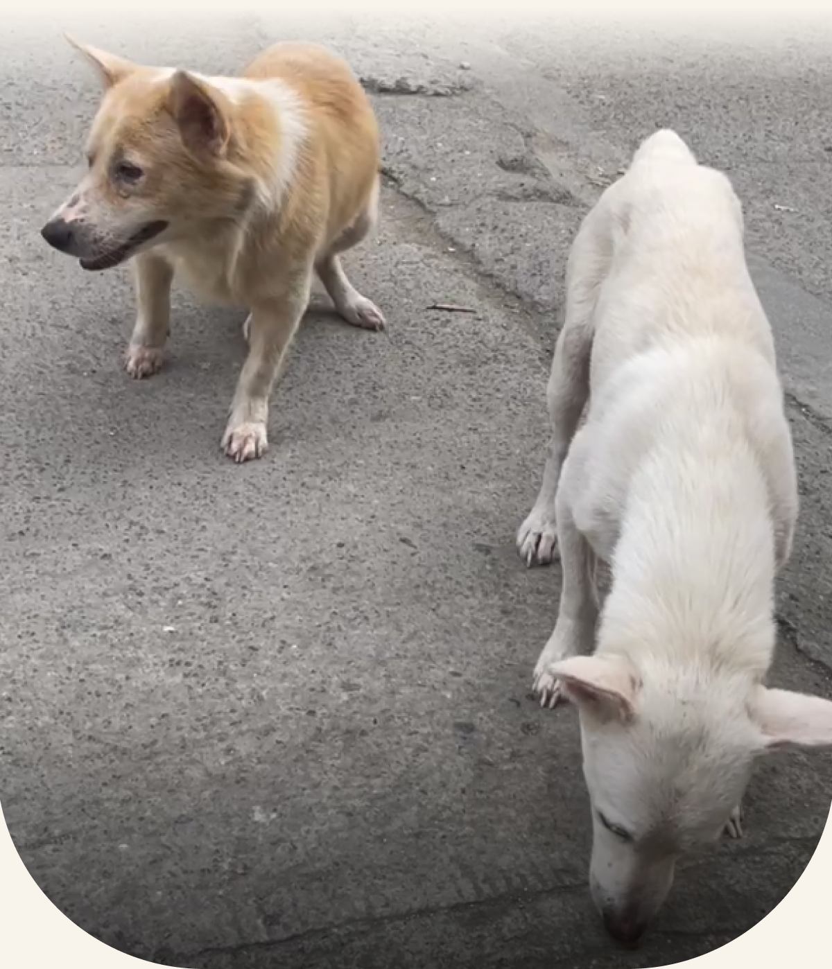 Max and Daisy