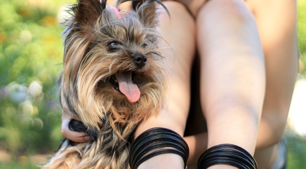 13 Clingy Dog Breeds That Need So Much Love It’s Exhausting