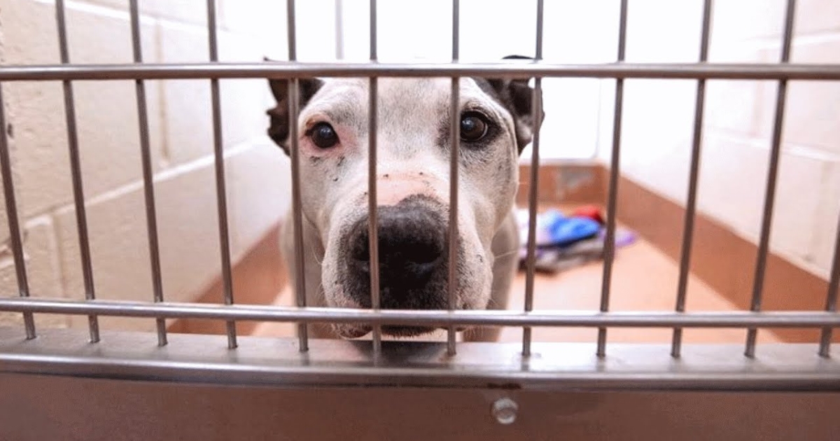 Deaf Senior Dog, After 653 Days in Shelter, ‘Begs’ Passersby to Take Him Home