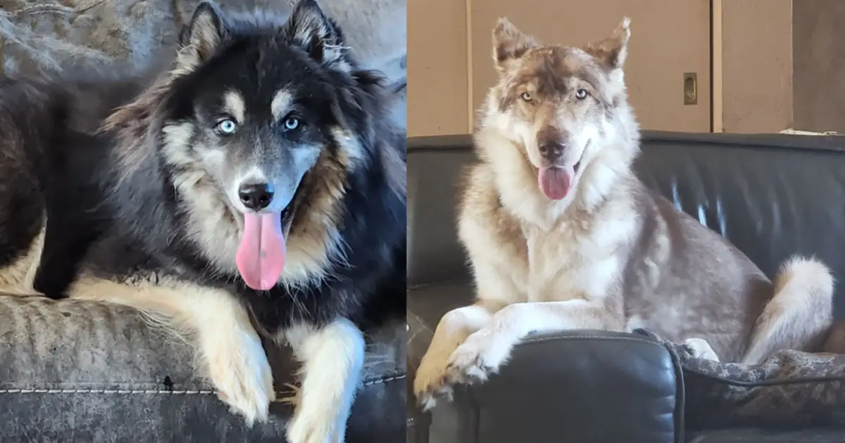 Huskies Living On The Street Find Comfortable Homes Thanks To Your Help!