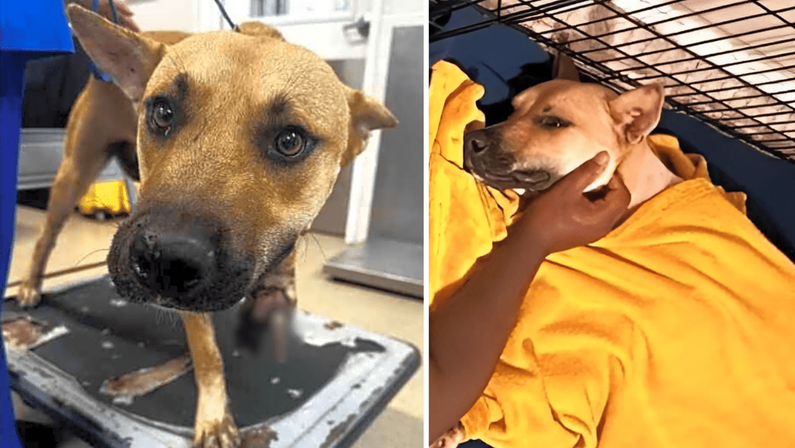 Starved, Filthy & Missing A Leg, Gideon Needed Help!