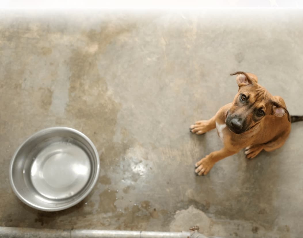 Every Purchase Helps Feed Hungry Shelter Dogs