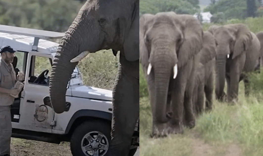 Man Who Spent Career Helping Elephants Honored with ‘Unforgettable’ Send-Off