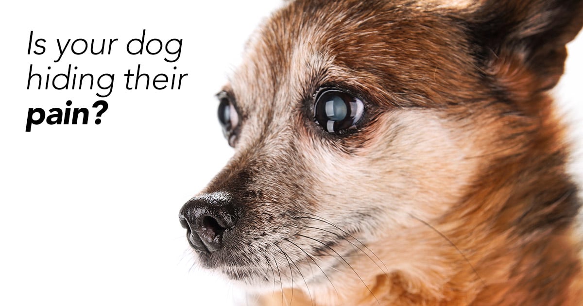 This 12 Question Test Will Help You Know If Your Senior Dog Is Hiding Pain