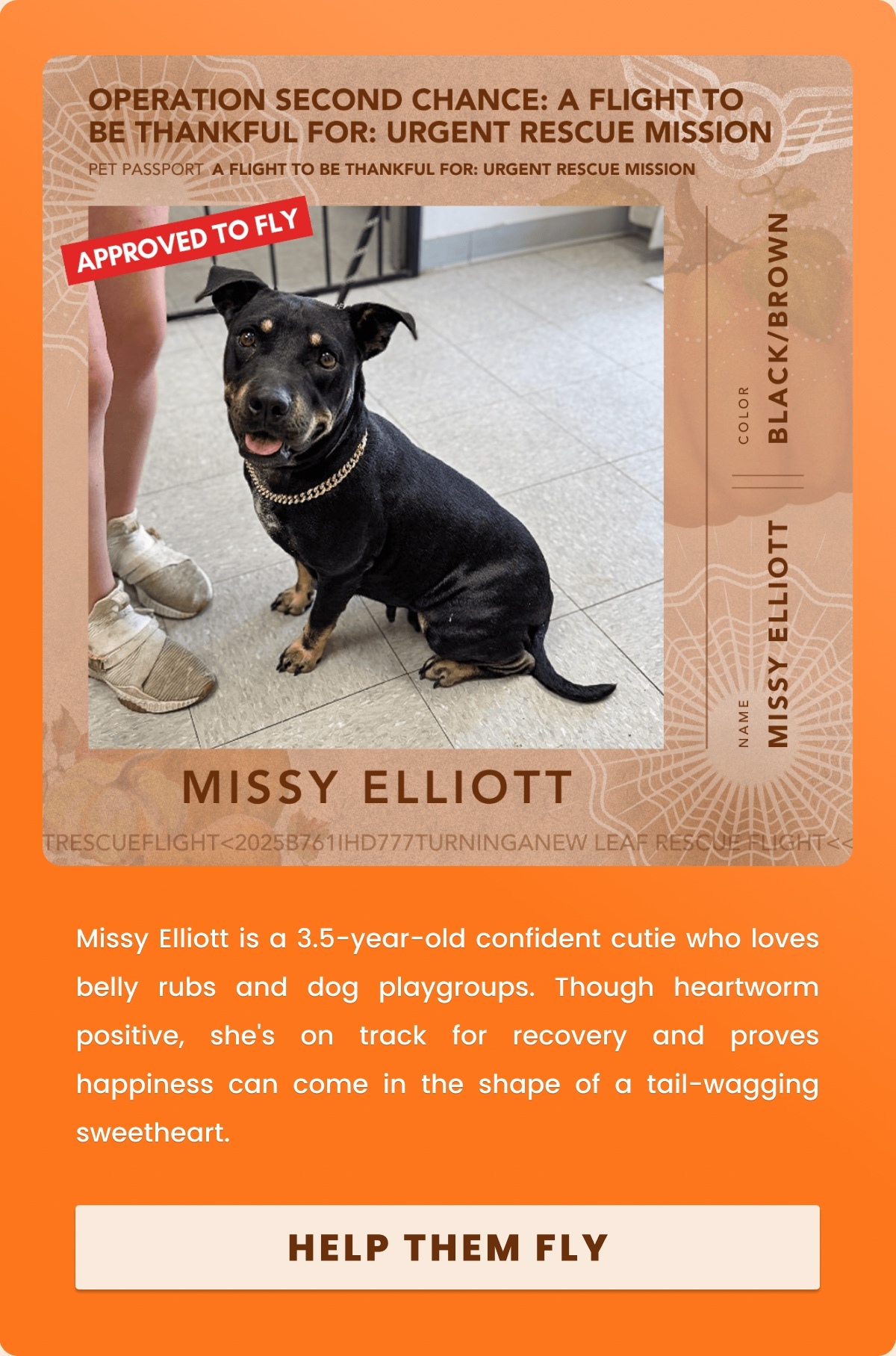 Missy Elliott is a 3.5-year-old confident cutie who loves belly rubs and dog playgroups. Though heartworm positive, she's on track for recovery and proves happiness can come in the shape of a tail-wagging sweetheart.