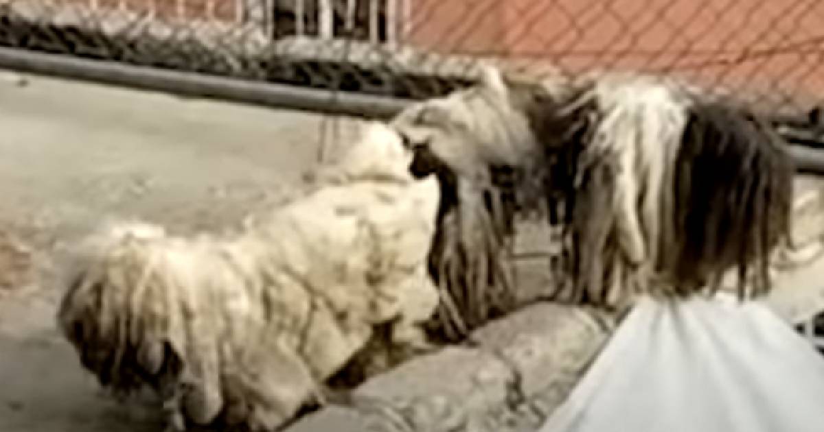 Severely Matted Dogs Spend Two Years Chained To A Roof In Unbearable Heat