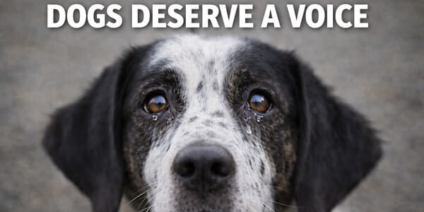 Ban the Cruel Practice of Debarking Dogs Nationwide