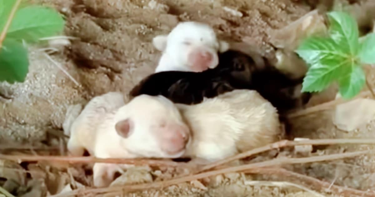 Four Newly Born Pups Snuggled Beside Their Motionless Mom