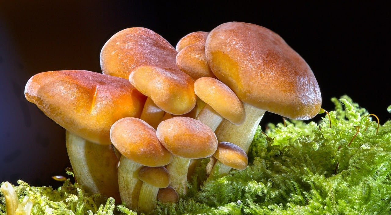 Cancer Hates Mushrooms. Why More and More Dog Parents Are Feeding This Magical Superfood