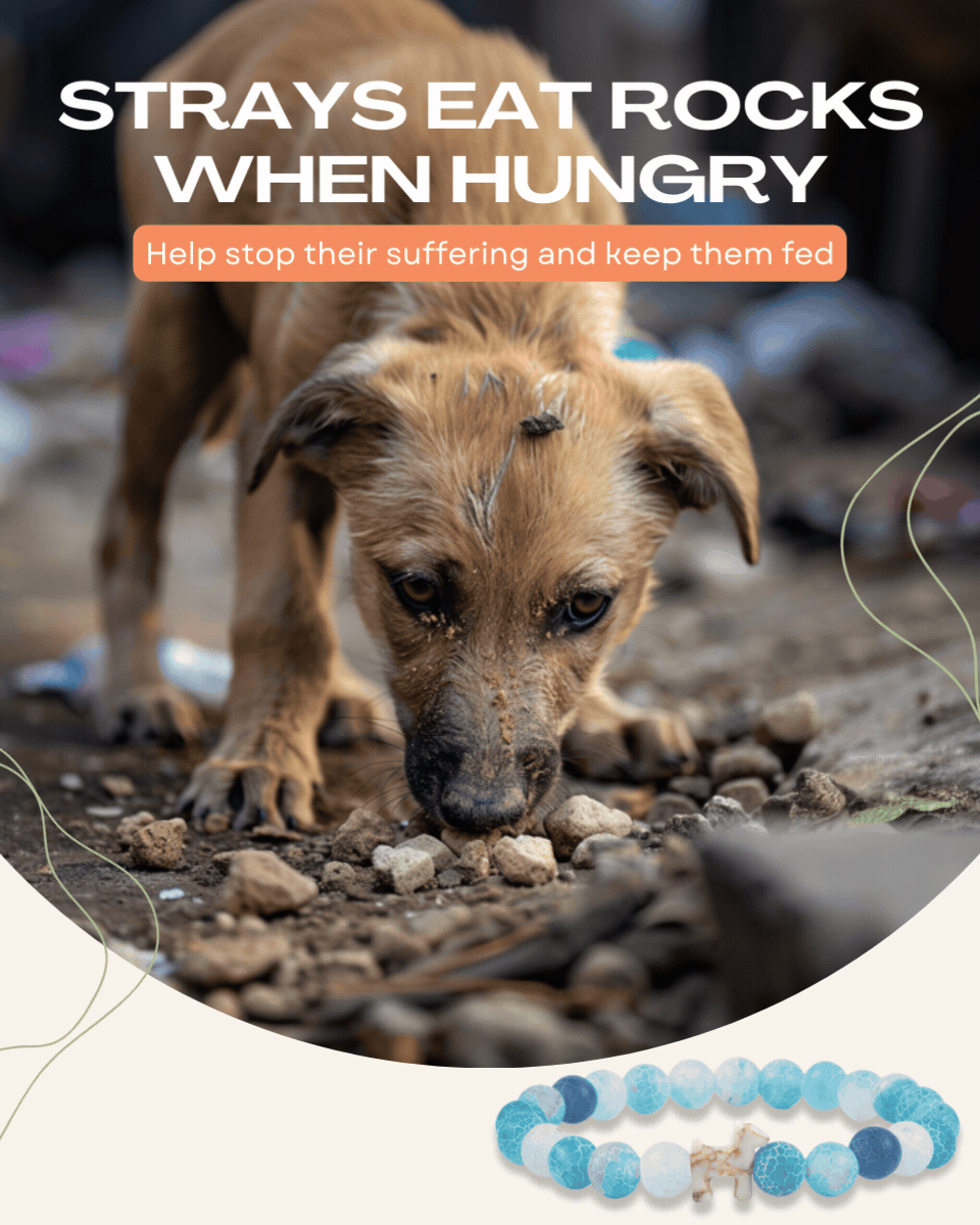 Hungry stray animals getting fed - Help us feed strays worldwide!