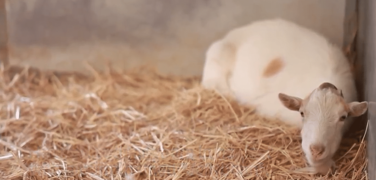 Depressed Goat Refuses to Eat Until Heartwarming Reunion with His Unexpected Best Friend Transforms His Life
