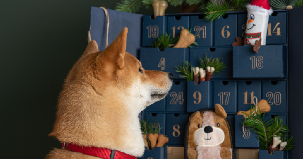 9 Best Dog Advent Calendars