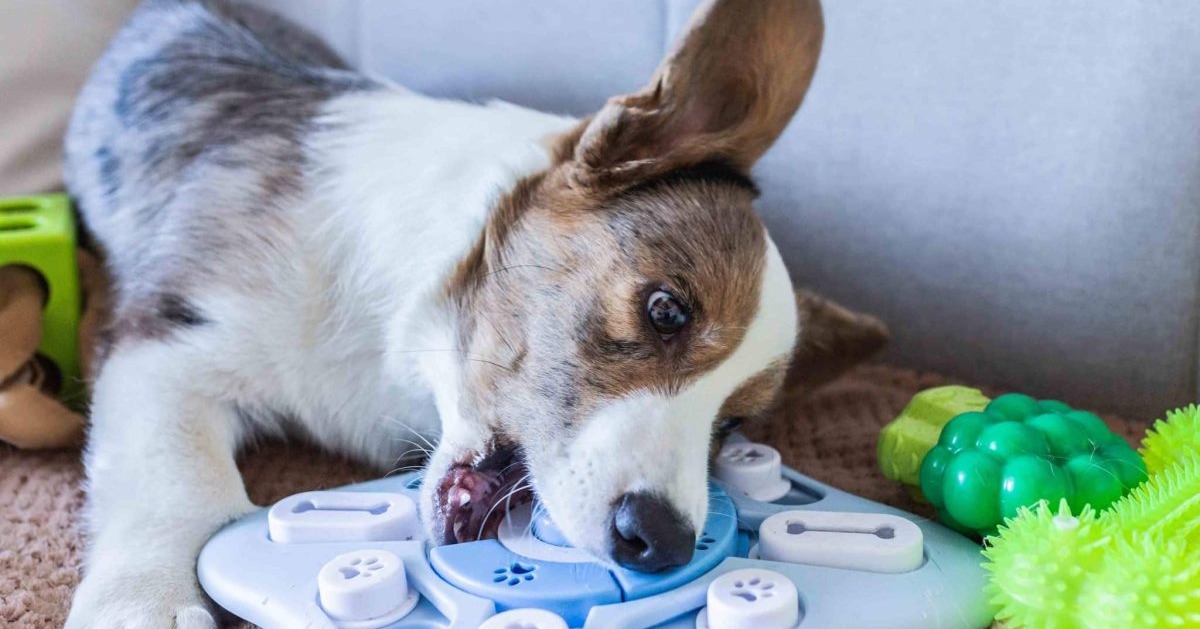 11 Brain-Boosting Benefits of Puzzle Toys for Your Dog