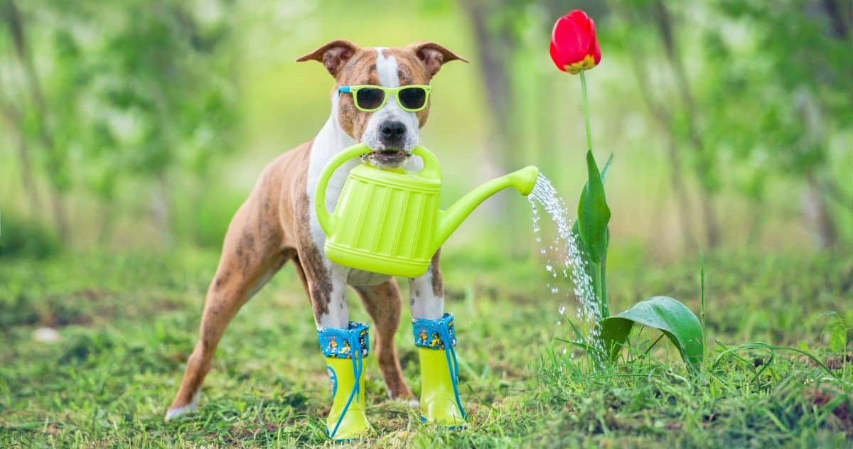 15 Barkin’ Brilliant Spring Accessories You Didn’t Know Your Dog Needed