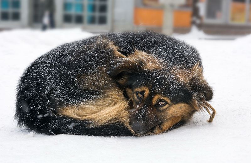 Sad dog laying in snow and looking at camera.