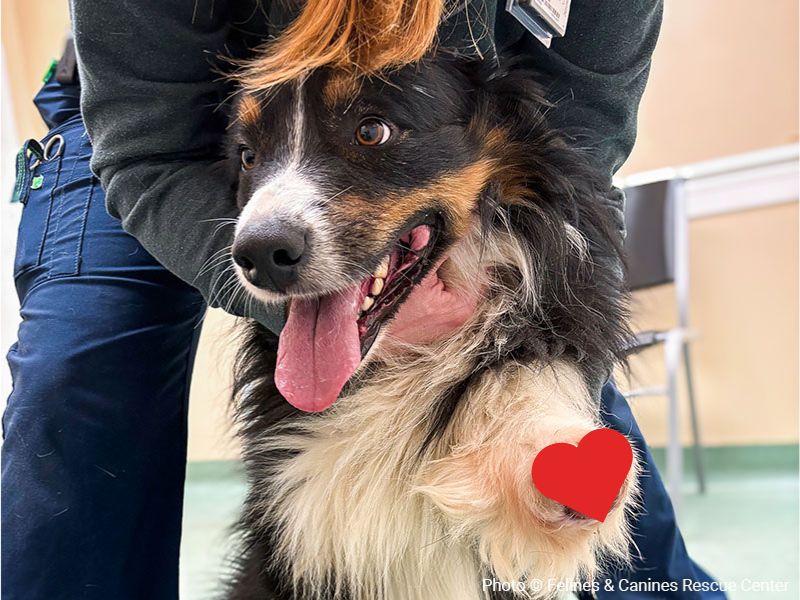 Dog with amputated leg.