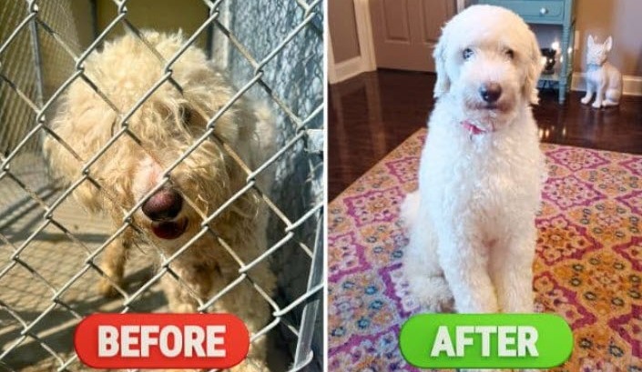 Nutritious, Sustainable Food Transformed My Foster Dog’s Health