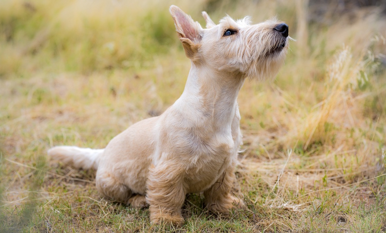 Top 8 Calmest Dog Breeds: Gentle and Easygoing Puppies for Seniors