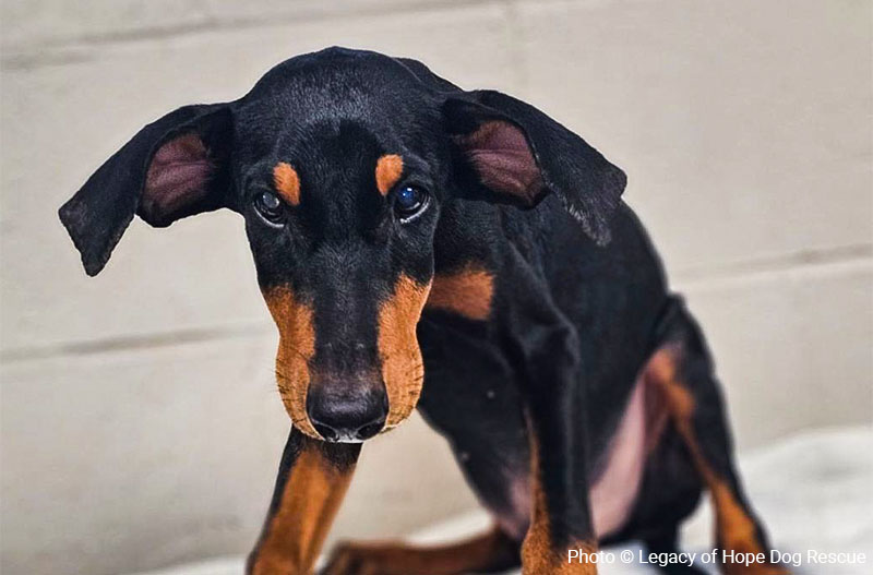 Thin dog looking at camera.