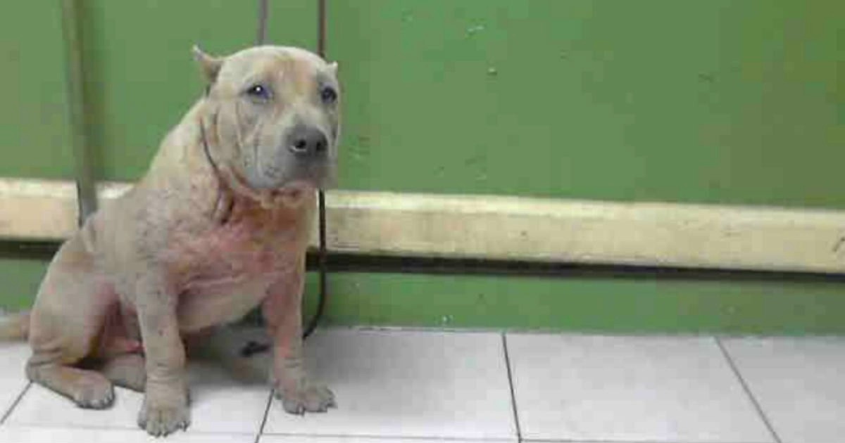As Her Turn On The ‘Kill-List’ Drew Closer, ‘Ugly’ Dog Believed Her Time Was Up