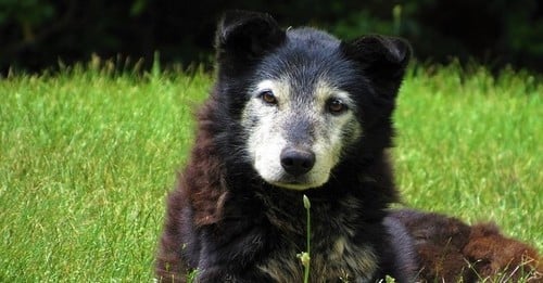 Geriatric Dog Care: Can CBD Oil Help Your Elderly Pooch?