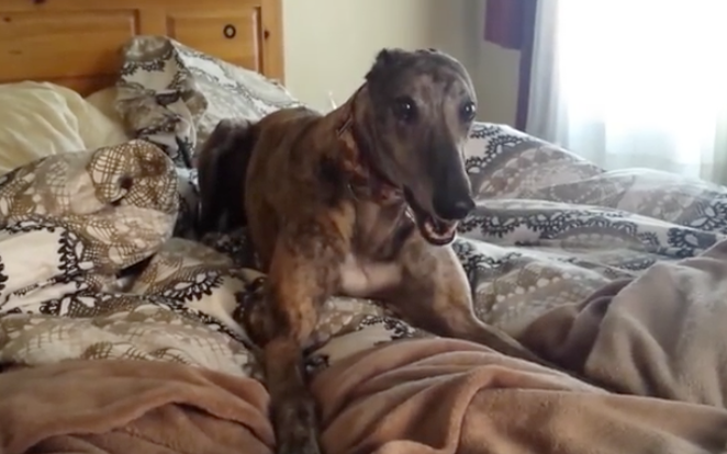 When They Told The Dog To Get Off The Bed, They Didn’t Expect THIS!