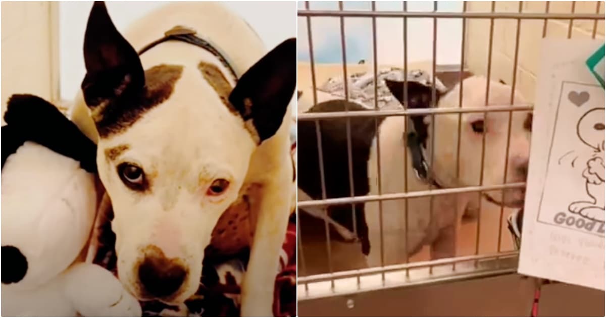 Senior Dog Gets Unexpected Note After 660 Days In Shelter