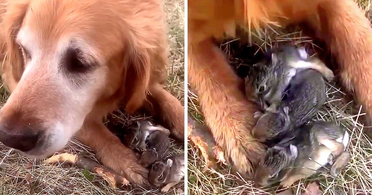 Woman Thinks Her Dog Caught Baby Birds, Then She Looked Between The Dog’s Paws