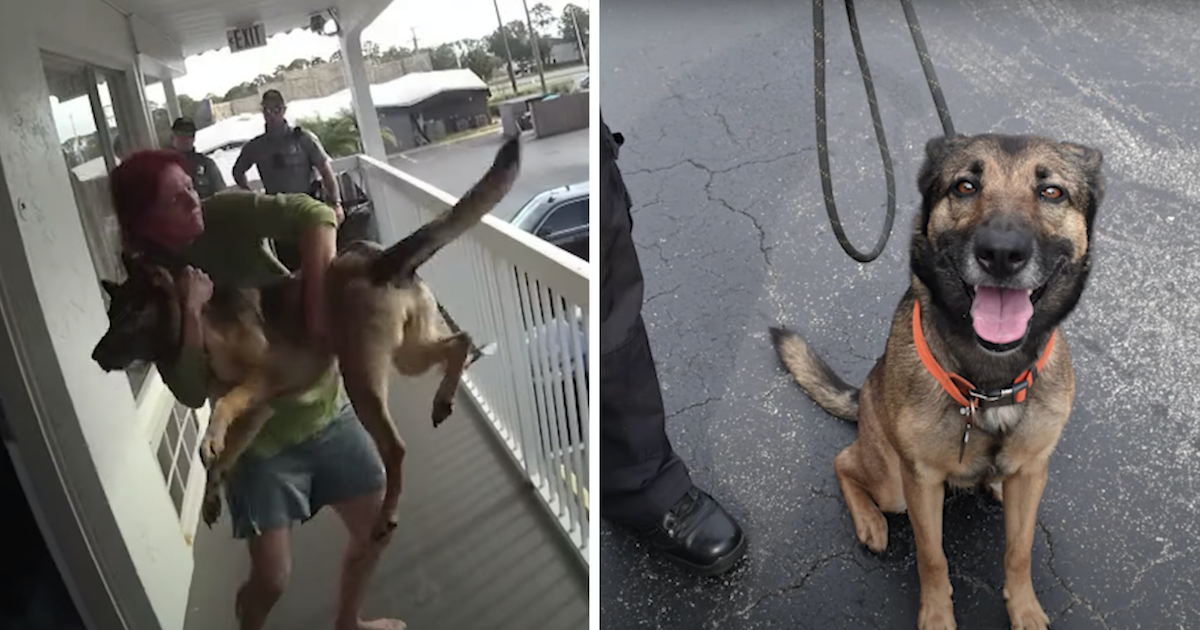 Dog Miraculously Lands On Feet After Woman Throws Her Off Balcony
